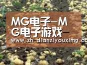 种植基地八(图1)